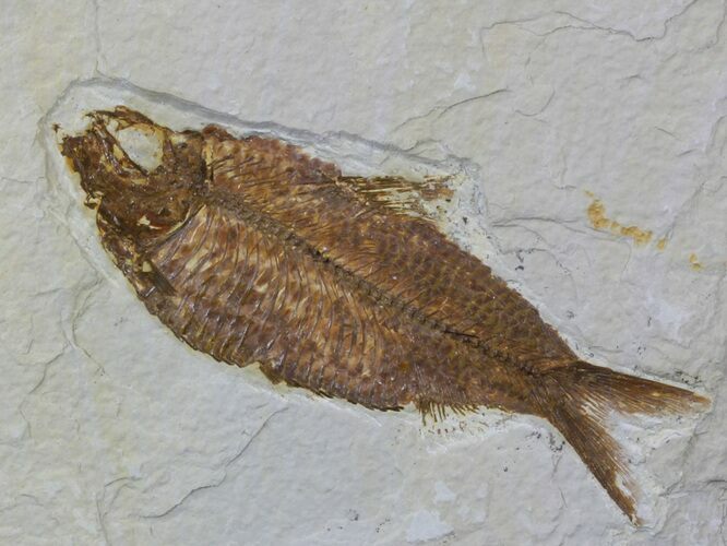 Knightia Fossil Fish - Wyoming #59244